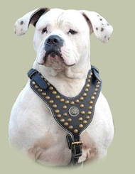 American Bulldog Edles mit Nieten Hundegeschirr aus Leder