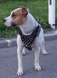 Spiked Leather Dog Harness for Amstaff with Spikes