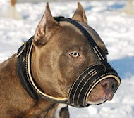 Leather Dog Muzzle Royal Nappa for American Pitbull