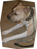 Lead for Amstaff , Chain Leash + Leather Handle