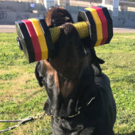 Apportierholz für großen Hund Rottweiler  Apportierholz für großen Hund Rottweiler