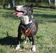 Bemaltes Hundegeschirr für Bullterrier mit Flamme bemalt