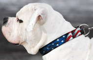 Halsband aus echtem Leder für Amerikanische Bulldogge
kaufen