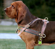 best harness for bloodhounds