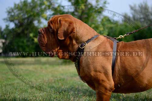 Walking Harness for Dogue De Bordeaux 