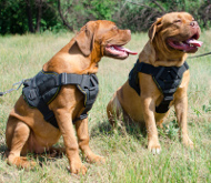 Bordeauxdogge Hunde Geschirr Nylon für Spaziergang und Training