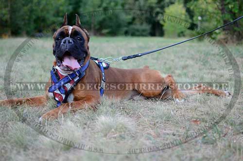 leather harness boxer for Training