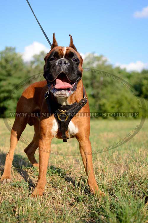 Laufgeschirr für Boxer 