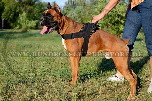 Hundegeschirr Nylon für Boxer 