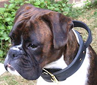 Leder Hundehalsband in schönem Design Leder Hundehalsband in schönem Design