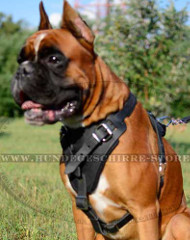 Leder Hundegeschirr für Deutschen Boxer, spitzenqualitativ Leder Hundegeschirr für Deutschen Boxer, spitzenqualitativ