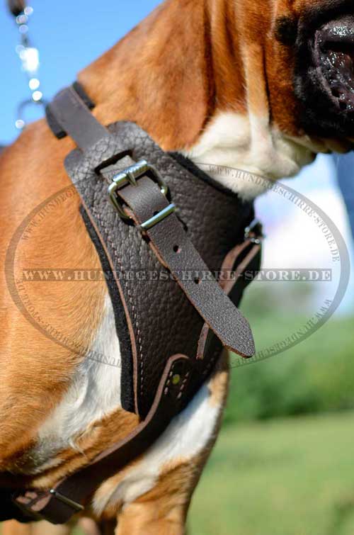 Padded Harness for German Boxer 