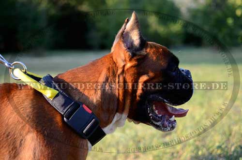 Nylonhalsband mit Handschlaufe für Hundetraining