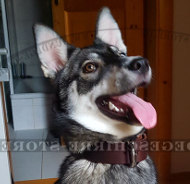 Breites Halsband für Schäferhund Mix, Echtleder klassisch Breites Halsband für Schäferhund Mix, Echtleder klassisch