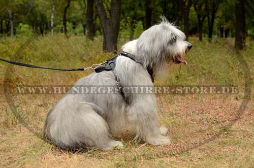 K9 Harness for South Russian Shepherd