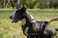 Bullterrier Leder Geschirr mit Y-förmiger Brustplatte