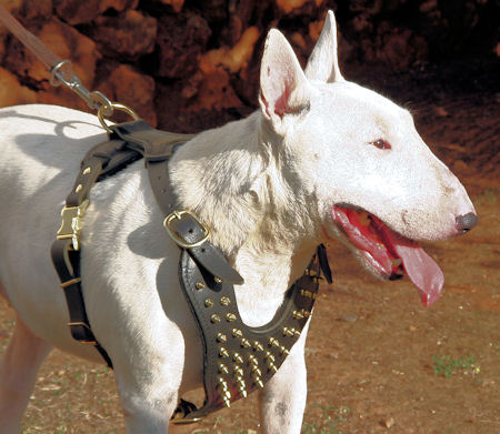 Brass leather spiked dog harness 