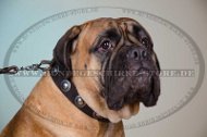 Nieten Halsband für Bullmastiff, Design Halsband mit Konchen❁