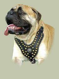 Bullmastiff Edles mit Nieten Hundegeschirr aus Leder
