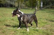 /images/Bullterrier-Geschirr-genietet.JPG