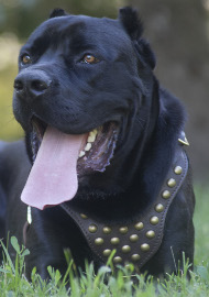 Hundegeschirr aus Leder mit Nieten | Cane Corso Geschirr ❺❺ Hundegeschirr aus Leder mit Nieten | Cane Corso Geschirr ❺❺