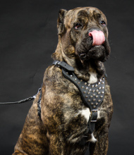 Hundegeschirr Leder Cane Corso | Luxus Geschirr mit Pyramiden Hundegeschirr Leder Cane Corso | Luxus Geschirr mit Pyramiden