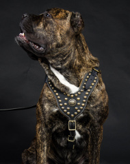 Hundegeschirr Leder für Cane Corso | Brustgeschirr Exklusiv ❁ Hundegeschirr Leder für Cane Corso | Brustgeschirr Exklusiv ❁