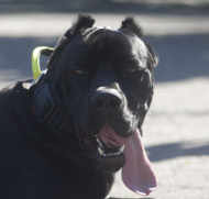 Nylonhalsband für Cane Corso | Halsband mit Griffiger Handhabe Nylonhalsband für Cane Corso | Halsband mit Griffiger Handhabe