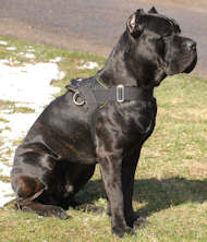 Cane Corso K9 Allwetter-Hundegeschirr, Nylon Cane Corso K9 Allwetter-Hundegeschirr, Nylon