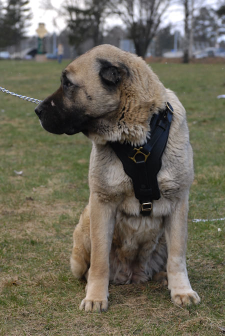 Edles Hundegeschirr aus Leder