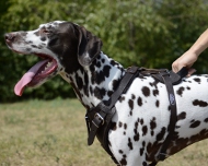 Leder Hundegeschirr für Dalmatiner, gepolstert