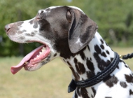 Leder Hundehalsband mit Handgeflech für Dalmatiner
