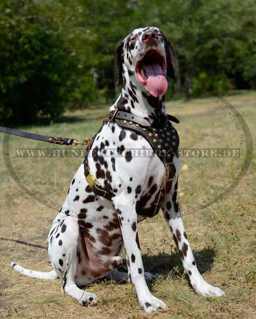 Dalmatian Exclusive Padded Dog Harness 