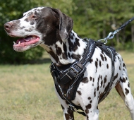 Hundegeschirr Leder für Dalmatiner in originellem Design