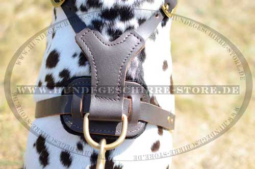 Designer Harness for Dalmatiner 