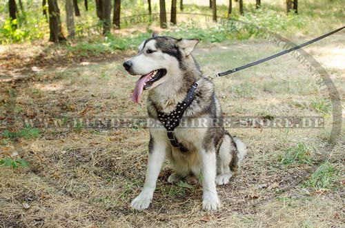 Alaskan Malamute Hundegeschirr im exklusiven Design