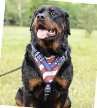Dog Leather Harness for Rottweiler | Designer Padded Harness