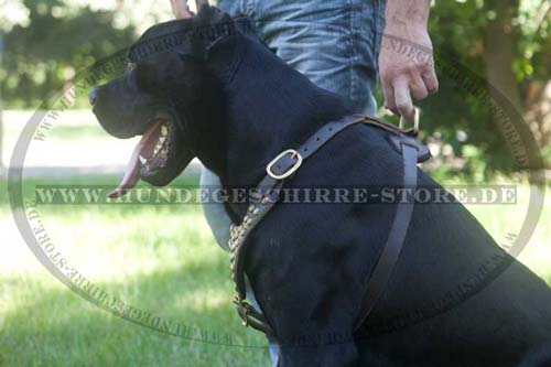 Designer Walking Harness for Cane Corso