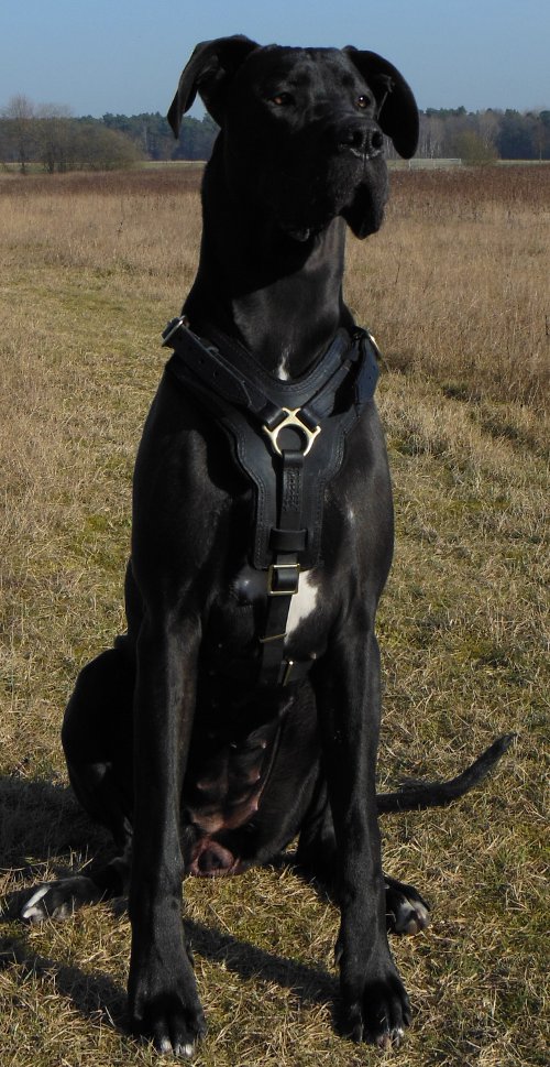 Fine Leather Dog Harness for Great Dane