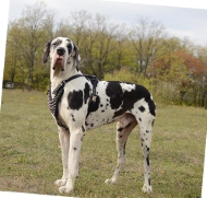 Hundegeschirr Leder für Deutsche Dogge mit prächtigen Spikes