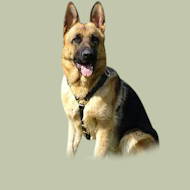 Leder Hundegeschirr für Deutschen Schäferhund, handgefertigt Leder Hundegeschirr für Deutschen Schäferhund, handgefertigt