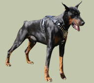 Hundegeschirr aus Leder für Dobermann, Nieten-Verzierung Hundegeschirr aus Leder für Dobermann, Nieten-Verzierung