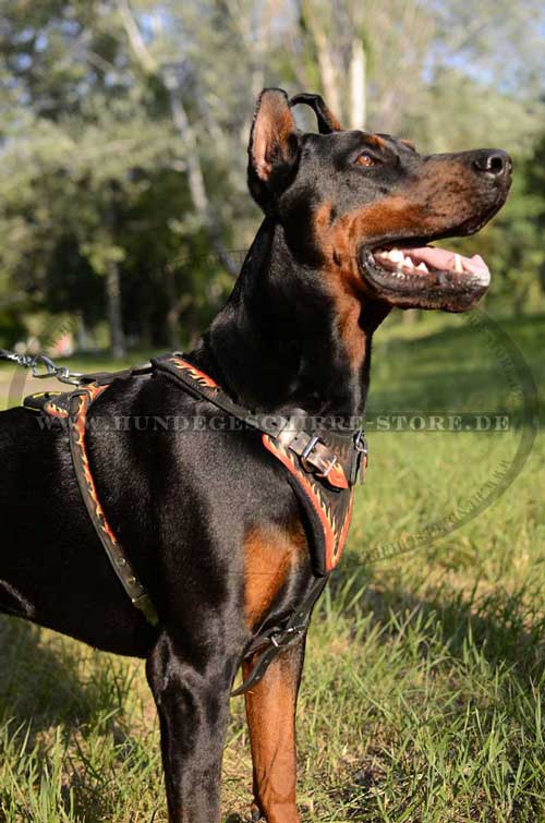 Flame Design Leather Harness for Dobermann