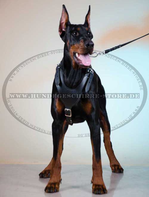 K9 Geschirr für Dobermänner 