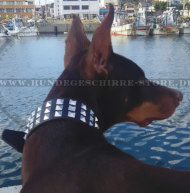 Dobermann Halsband mit Ziernieten