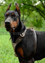 Hunde Geschirr Leder mit Nieten | Ledergeschirr für Dobermann