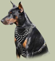 Leder Hundegeschirr H9 mit Spikes für Doberman Leder Hundegeschirr H9 mit Spikes für Doberman