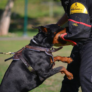Schutzhund Arm für Dobermann Training Schutzhund Arm für Dobermann Training