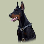 Hundegeschirr aus Leder für Dobermann, praktisch Hundegeschirr aus Leder für Dobermann, praktisch