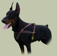 Leder Hundegeschirr mit sicherem Beschlag für Dobermann Leder Hundegeschirr mit sicherem Beschlag für Dobermann